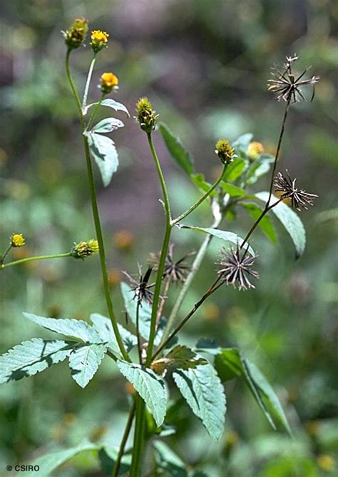 bidens pilosa common name.